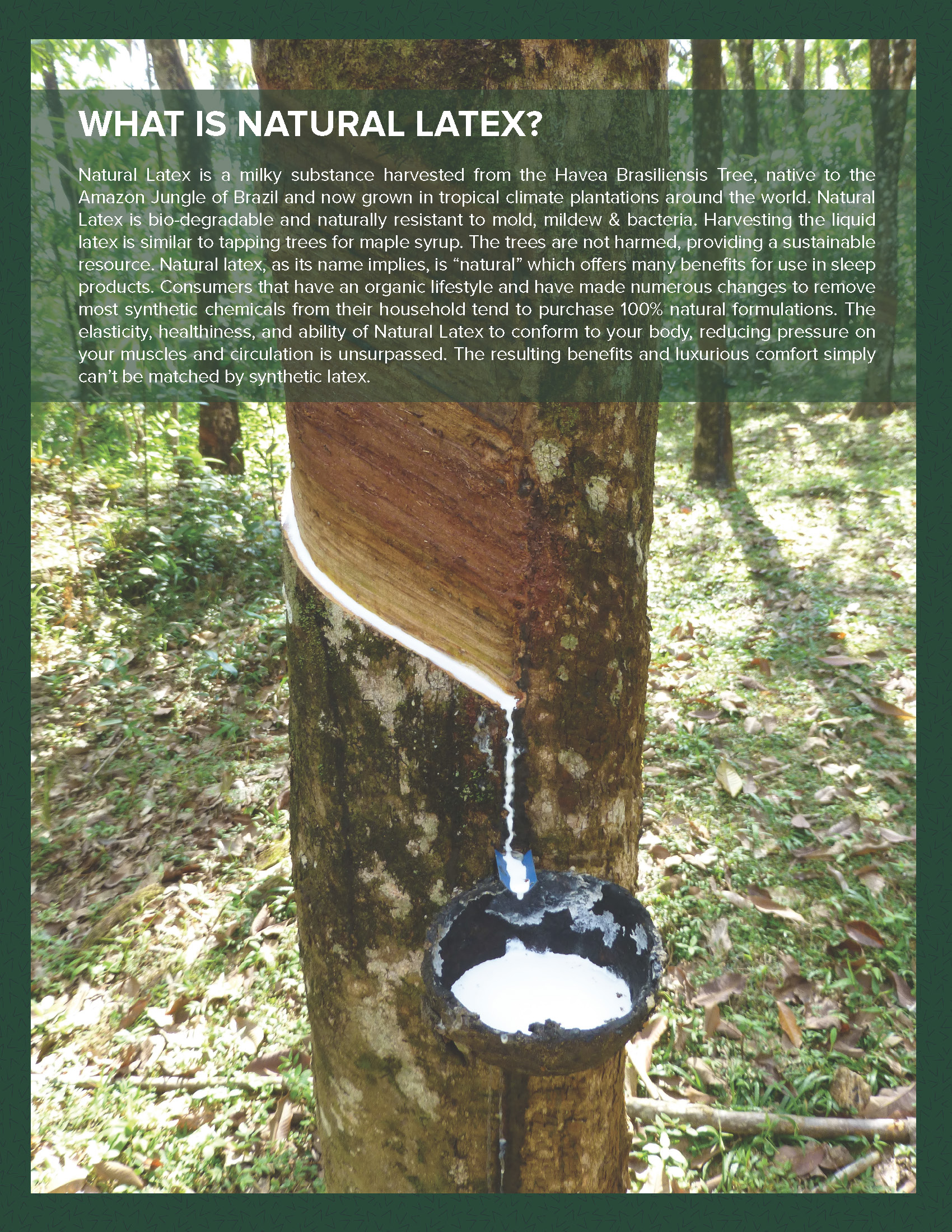 Phoenix Latex Mattress Store